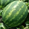 Ataman F1 | Seminte Pepene Verde