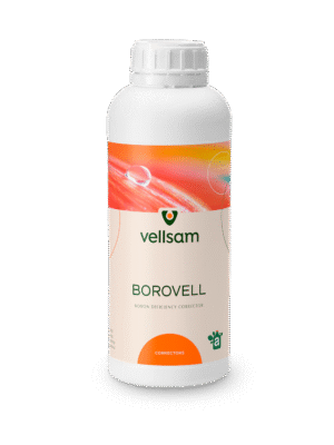 Borovell Borovell md Borovell moldova Borovell MOLDOVA Borovell md Borovell