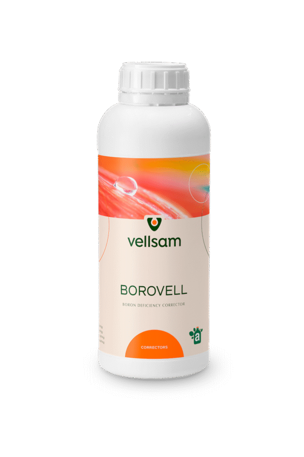 Borovell Borovell md Borovell moldova Borovell MOLDOVA Borovell md Borovell