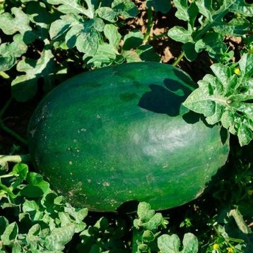 Lahat F1 | Seminte Pepene Verde