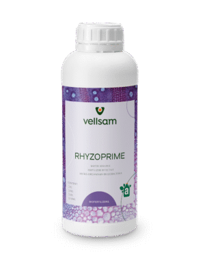 Rhyzoprime
