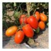 Galilea F1 | Seminte Rosii