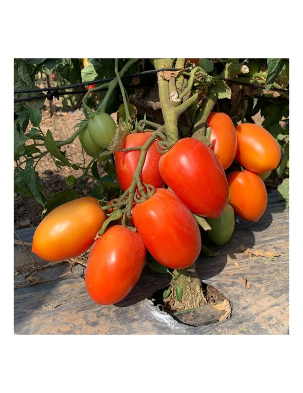 Galilea F1 | Seminte Rosii