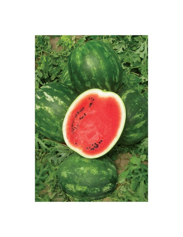 Miracle F1 | Seminte Pepene Verde
